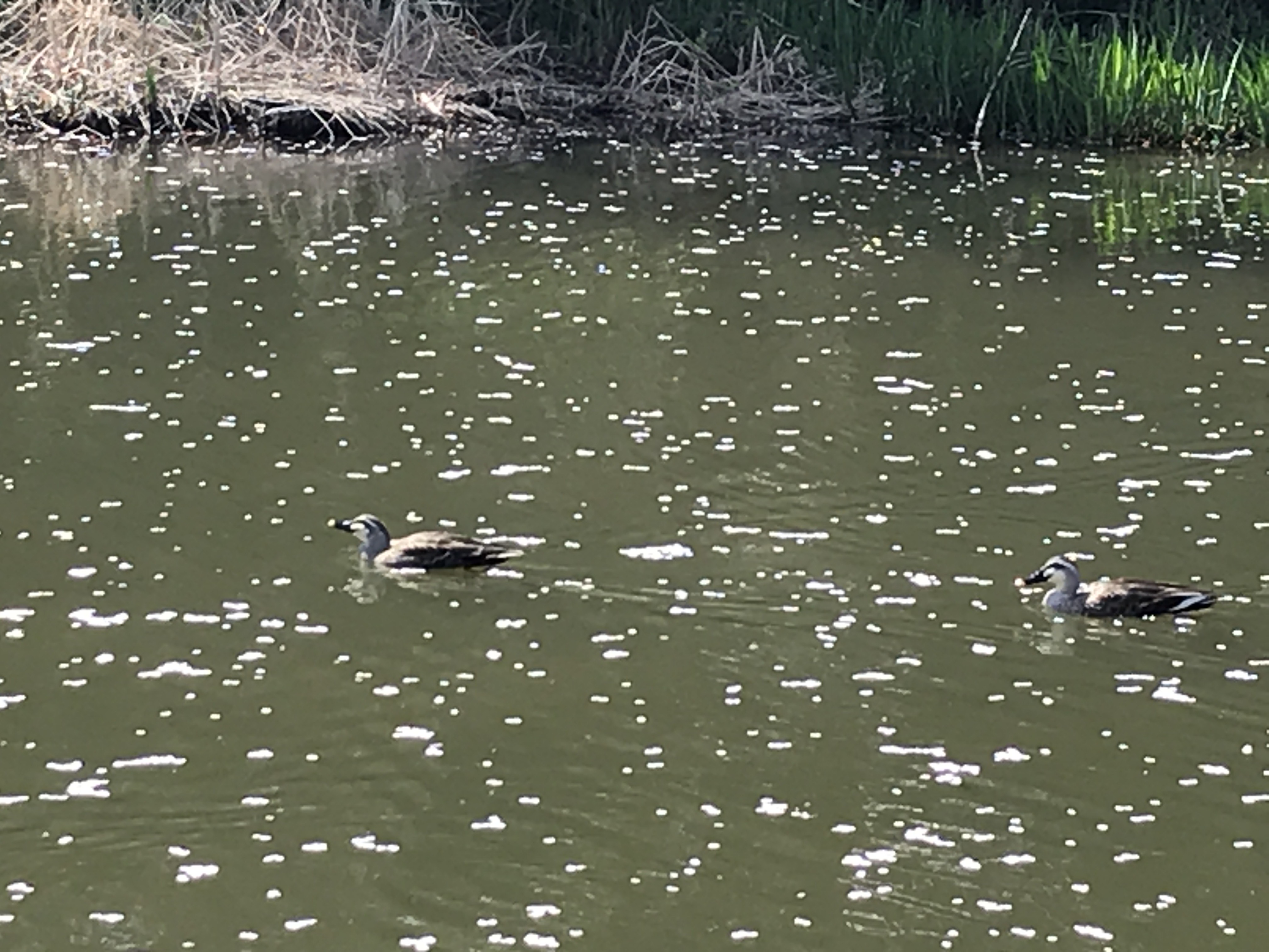 【リフォーム情報館】姿見の池