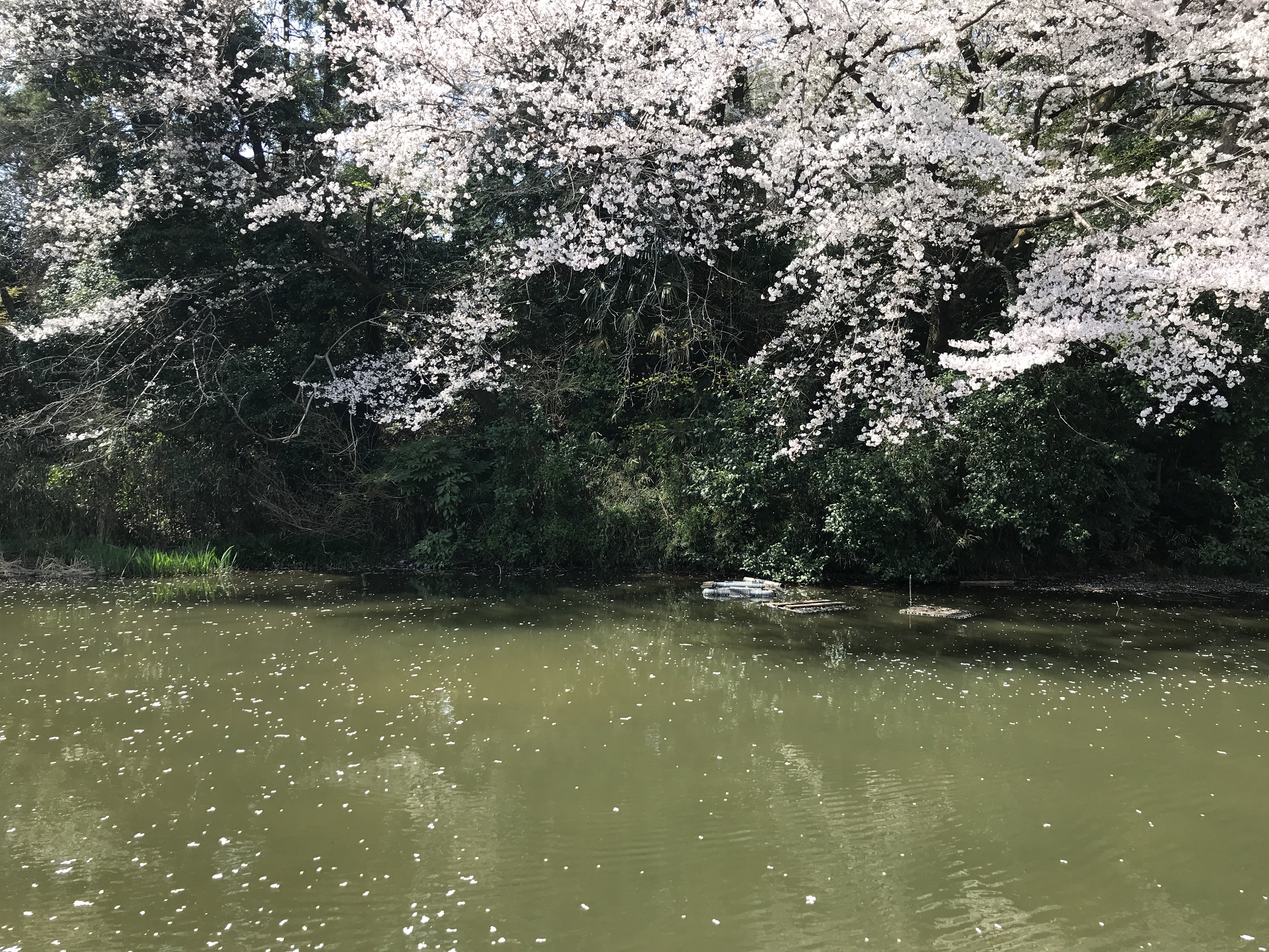 【リフォーム情報館】国分寺市「姿見の池」の桜